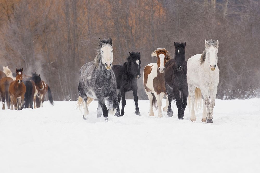 Rodeo horses running during winter roundup-Kalispell-Montana art print by Adam Jones for $57.95 CAD